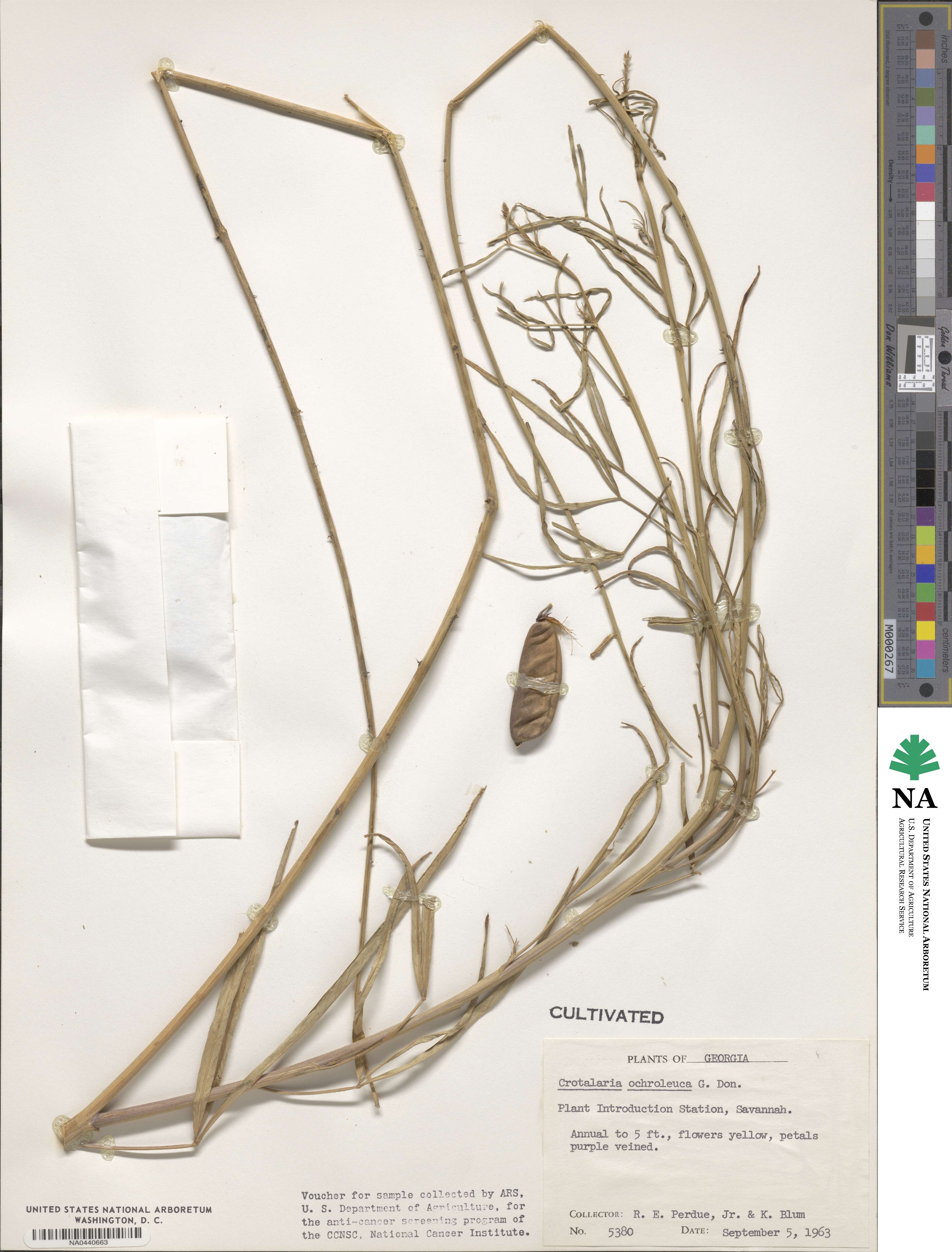 Crotalaria ochroleuca image