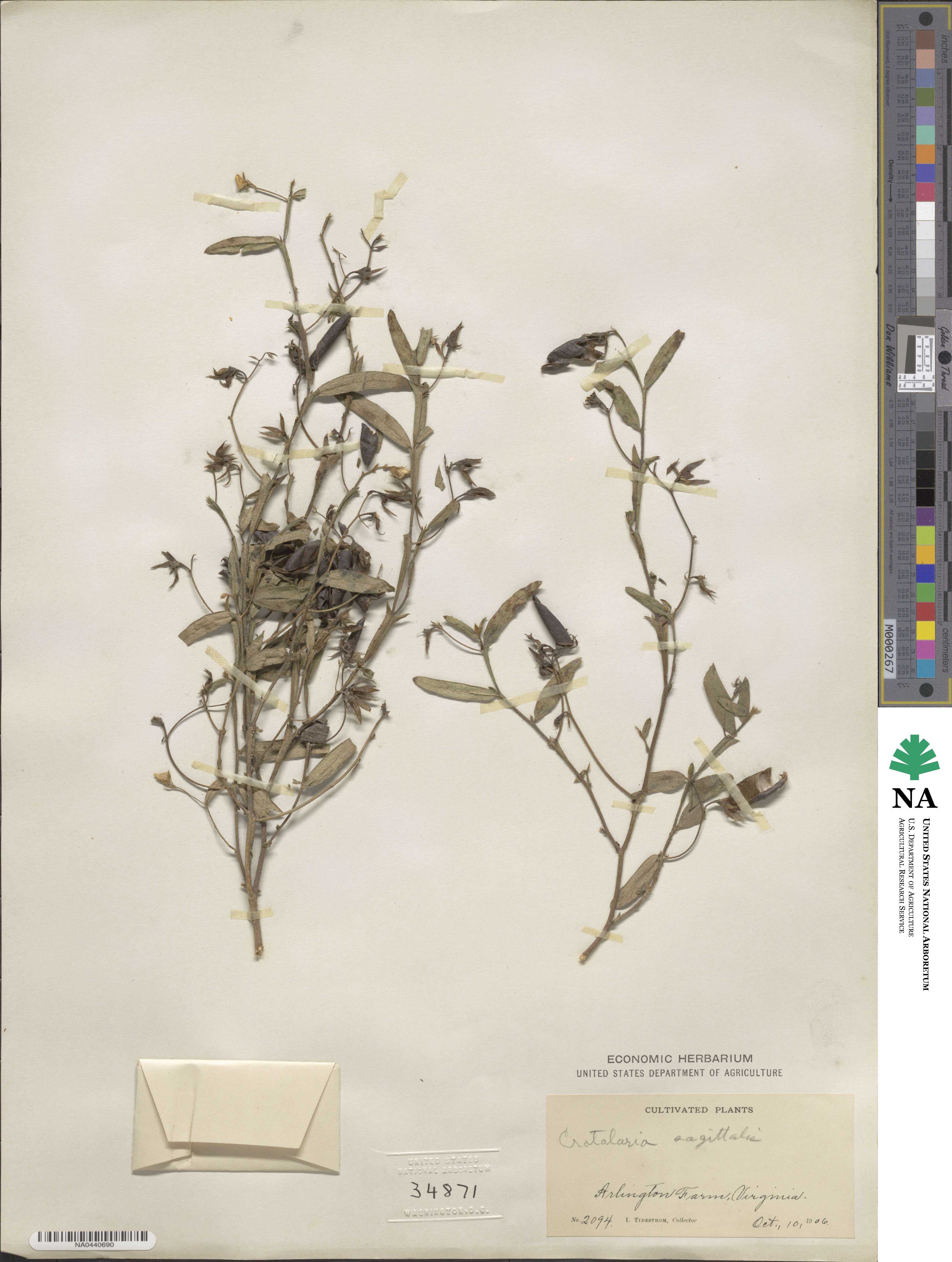 Crotalaria sagittalis image