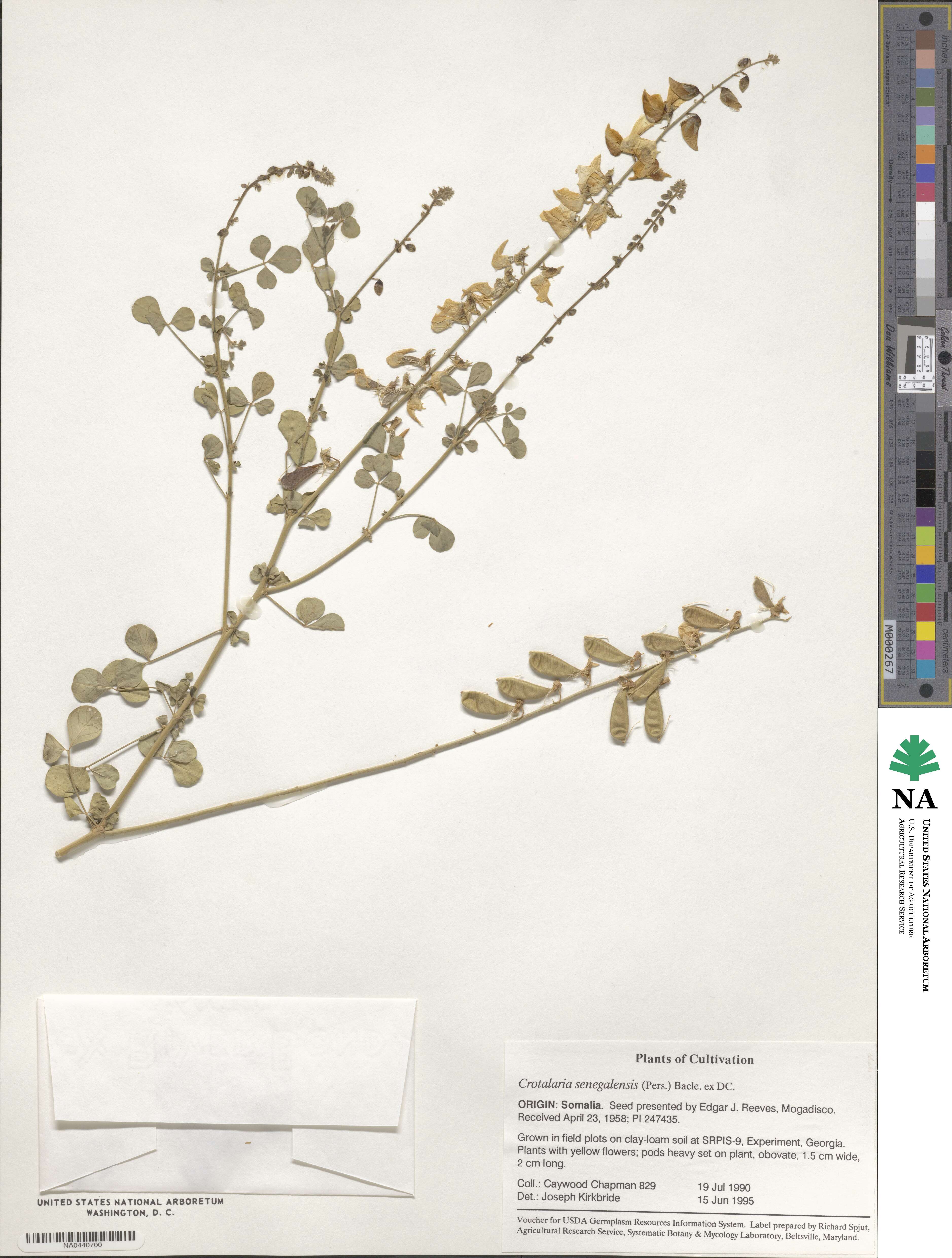 Crotalaria senegalensis image