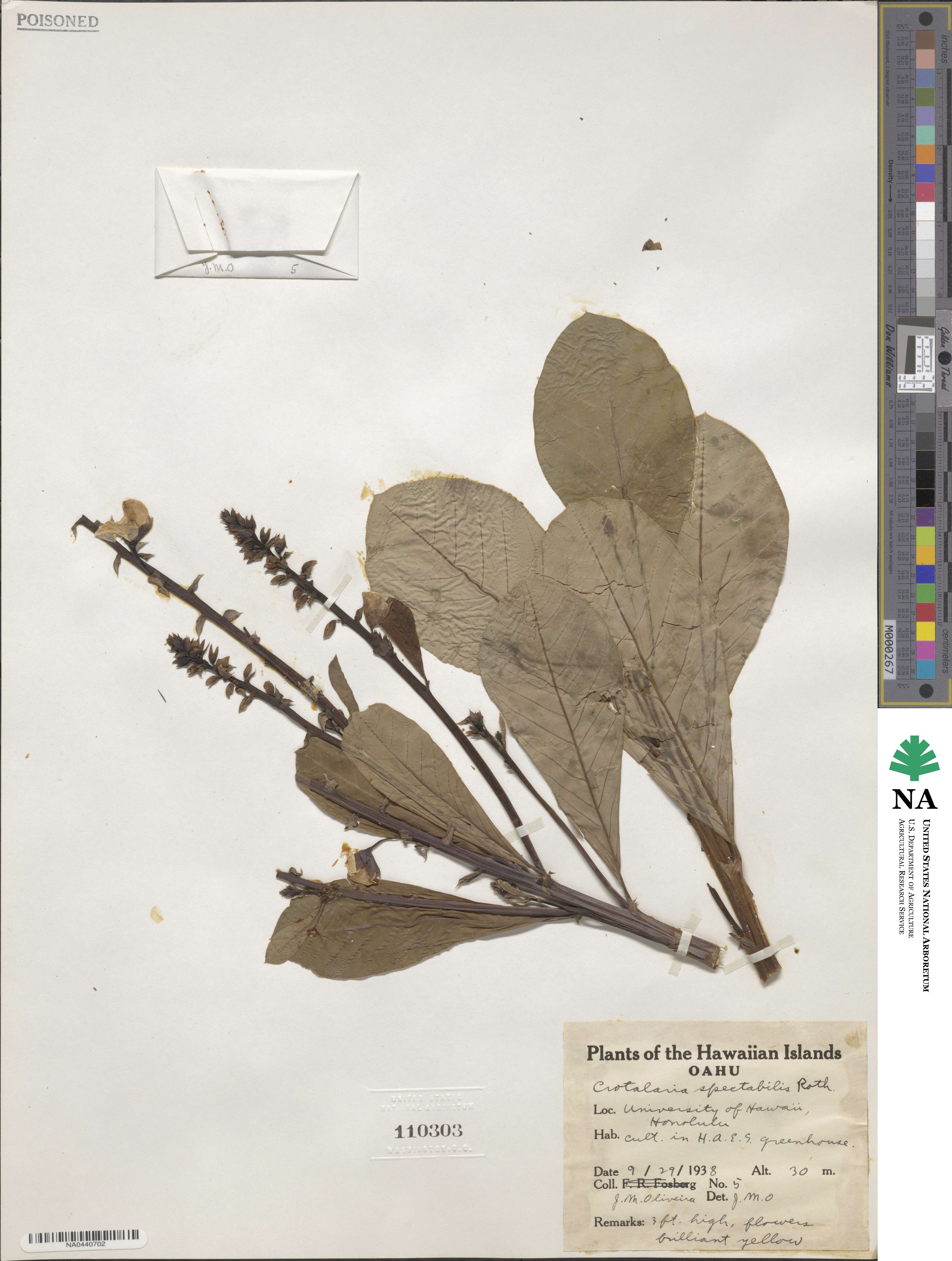 Crotalaria spectabilis image