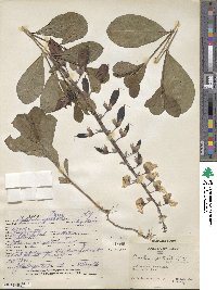 Crotalaria spectabilis image