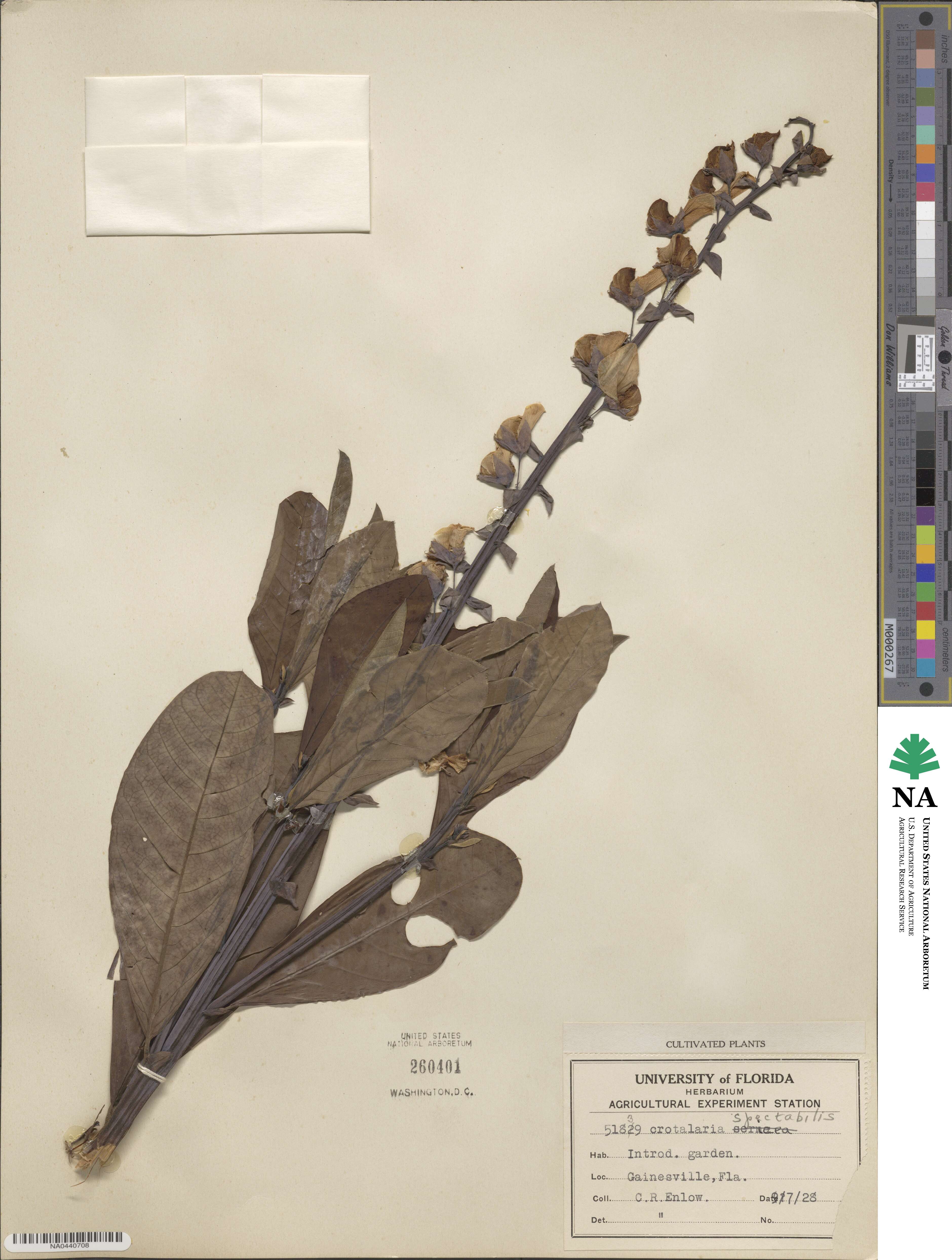 Crotalaria spectabilis image