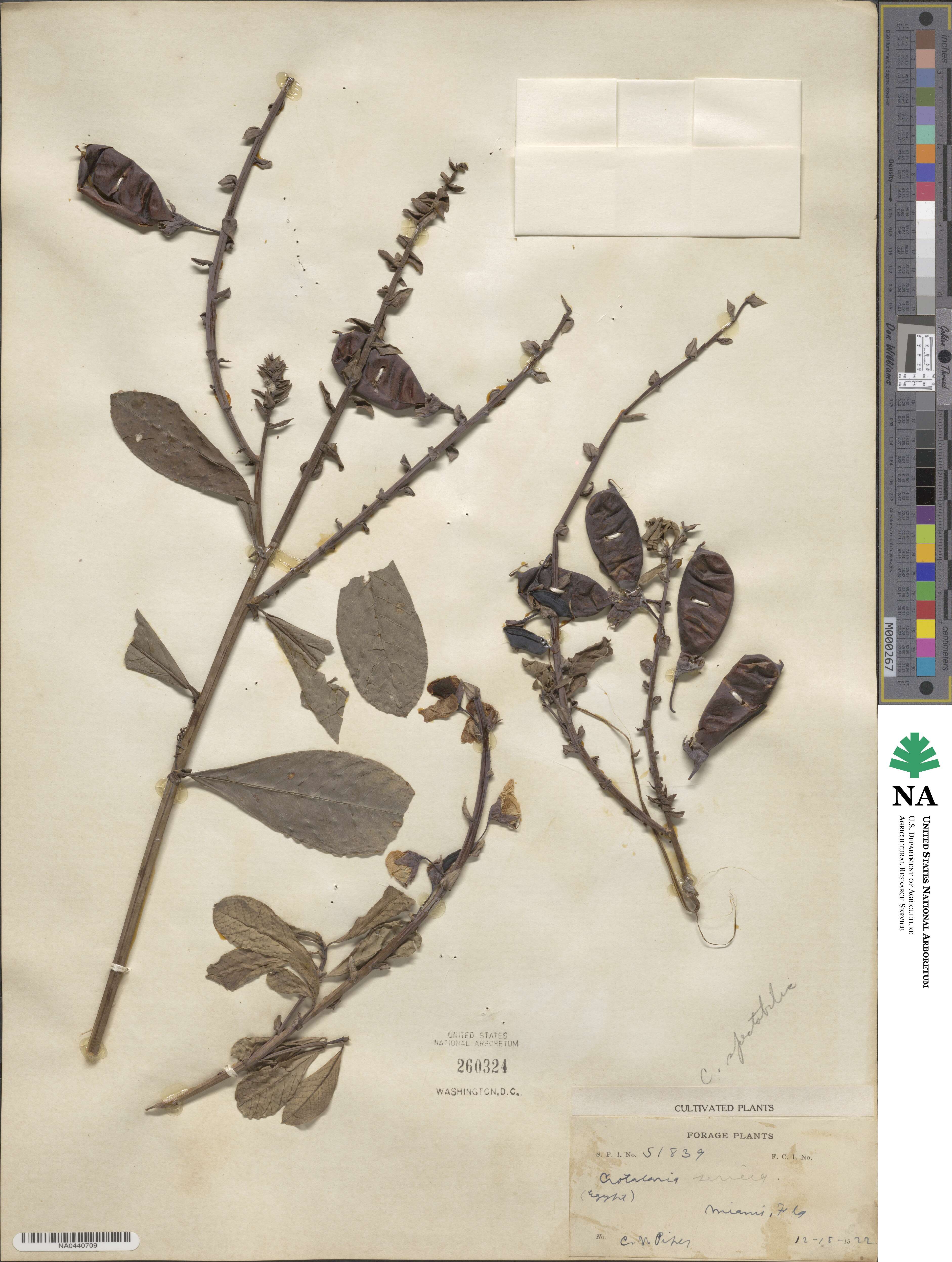 Crotalaria spectabilis image