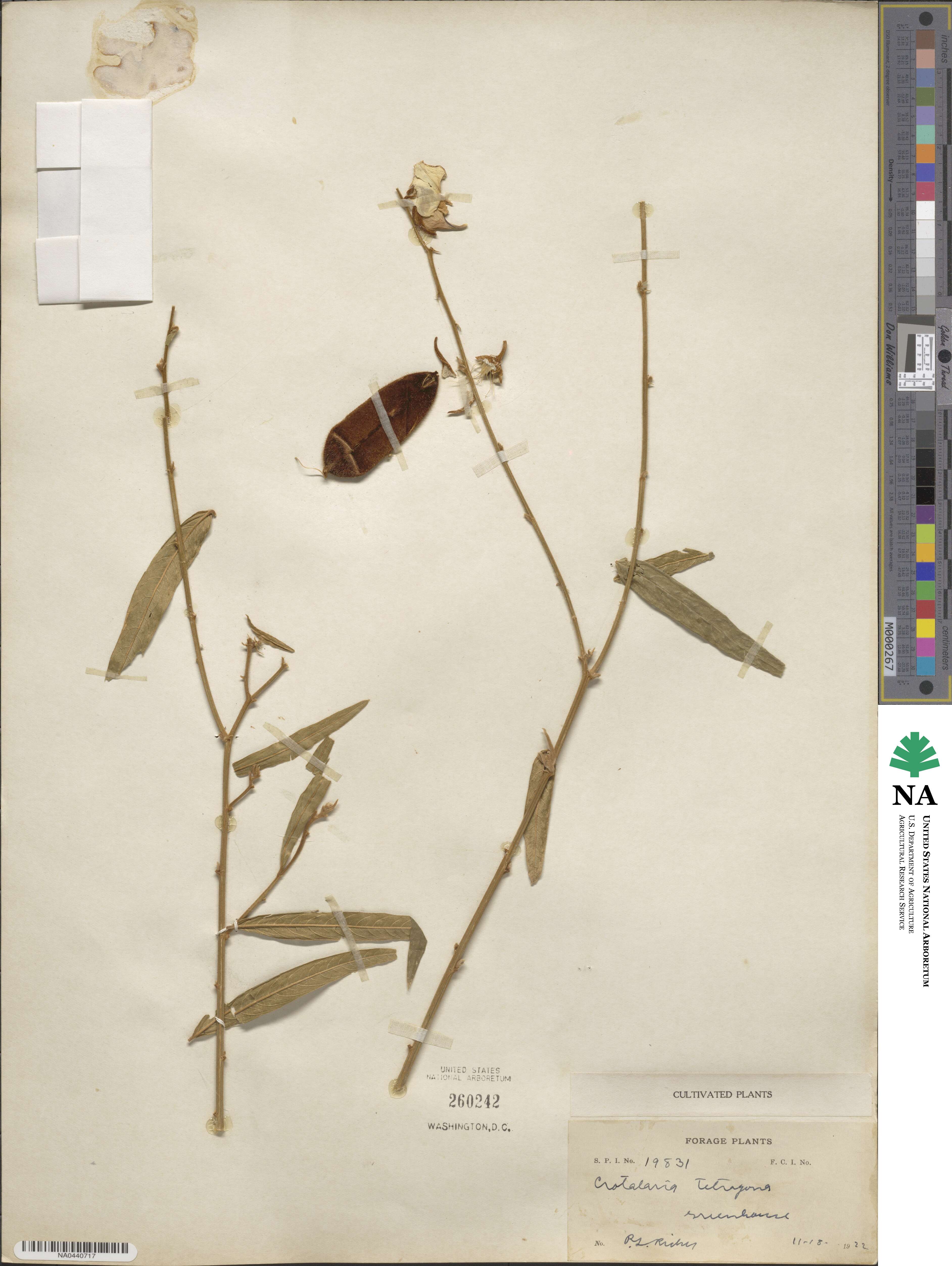 Crotalaria tetragona image