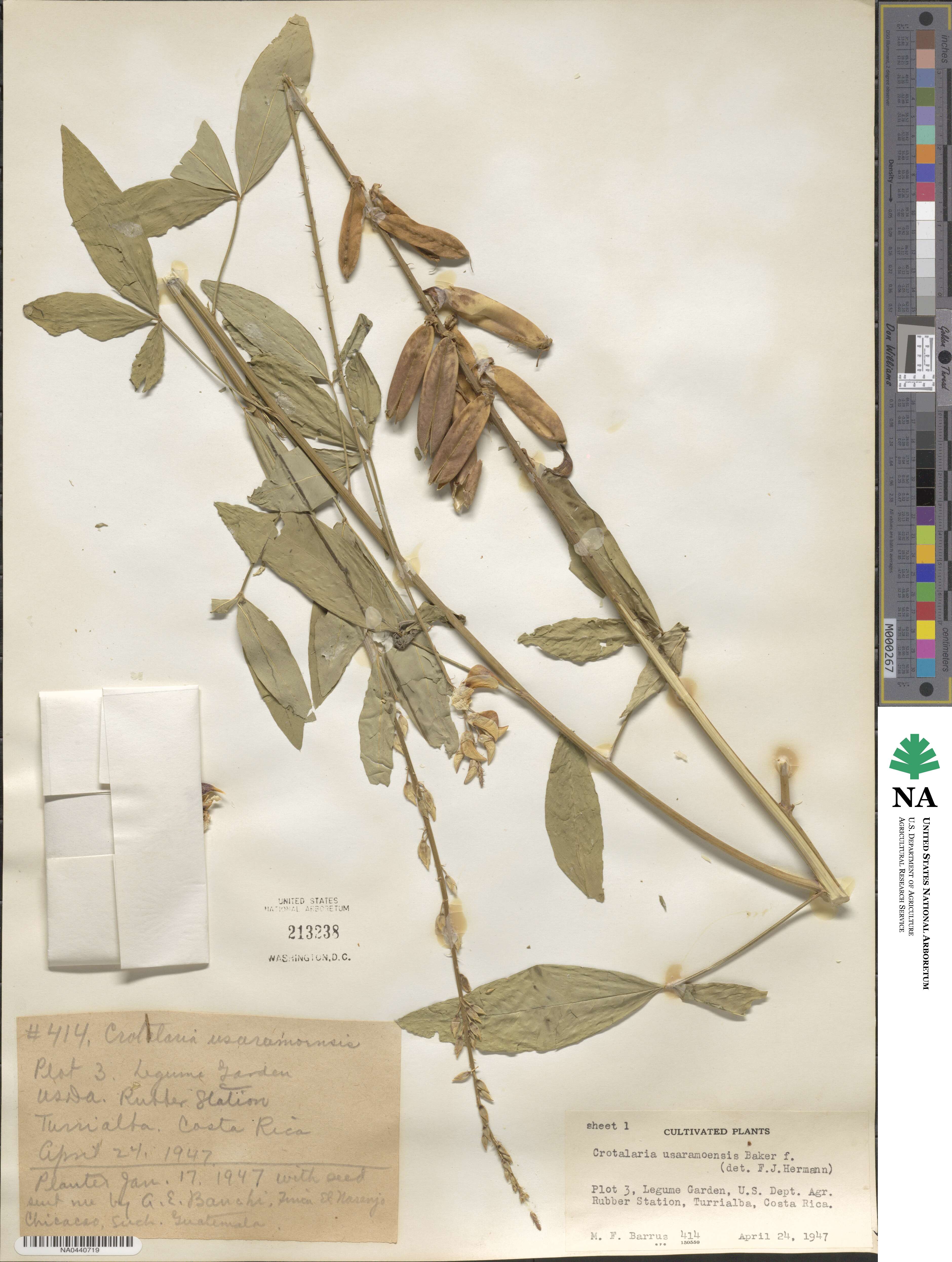Crotalaria trichotoma image