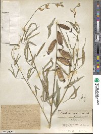 Crotalaria trichotoma image