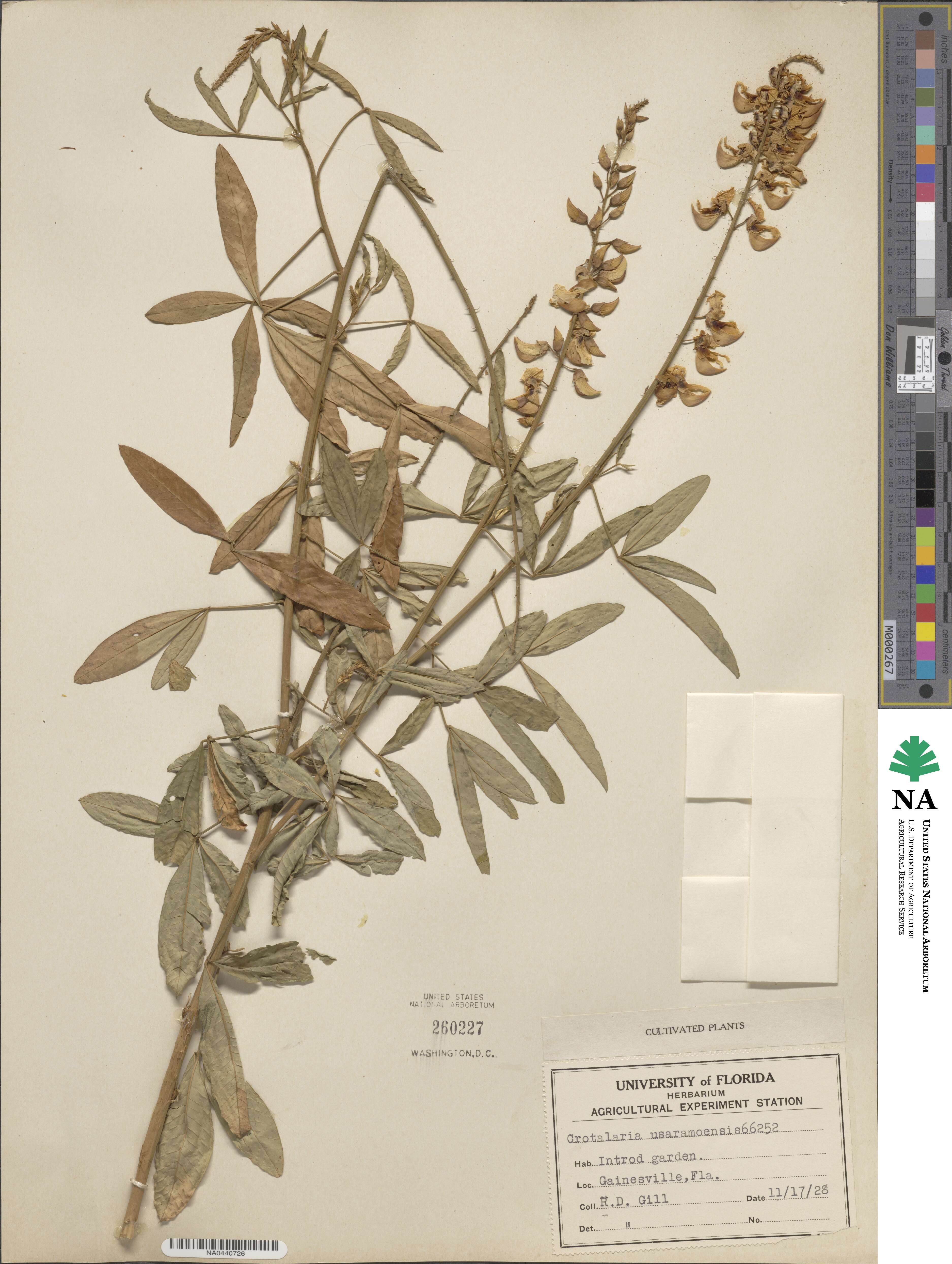 Crotalaria trichotoma image