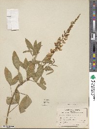 Crotalaria trichotoma image