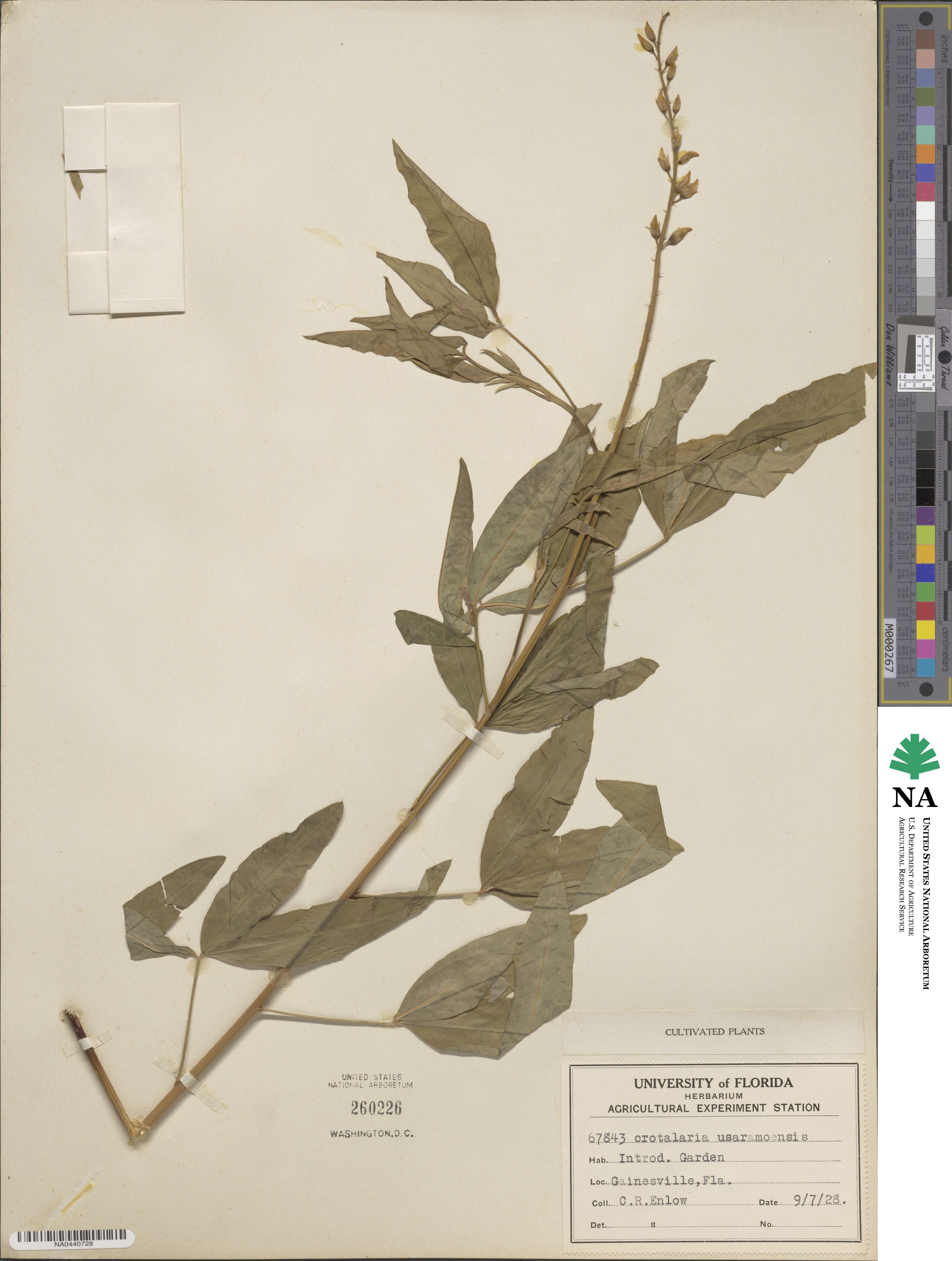 Crotalaria trichotoma image