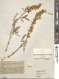 Crotalaria trichotoma image