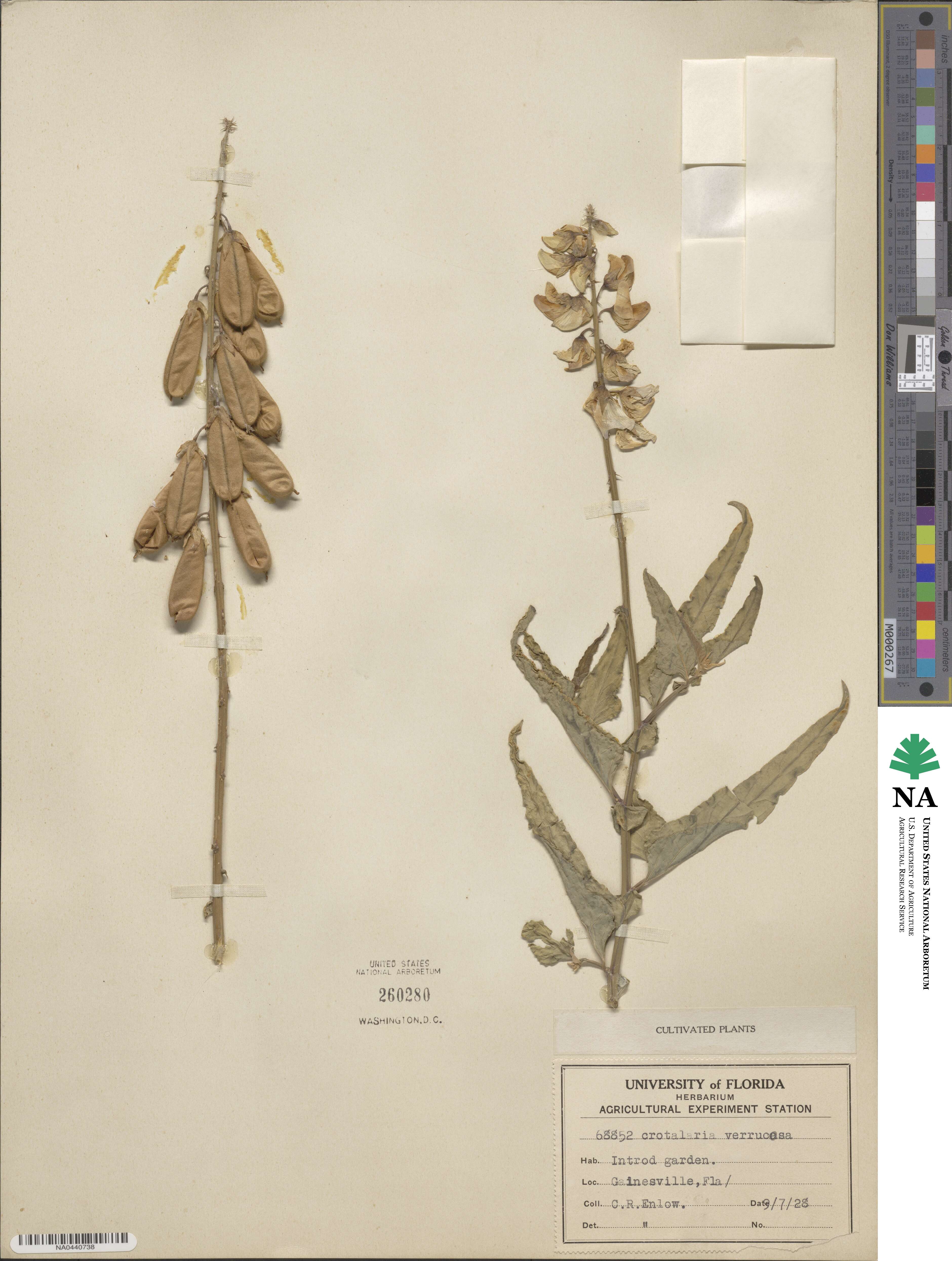 Crotalaria verrucosa image