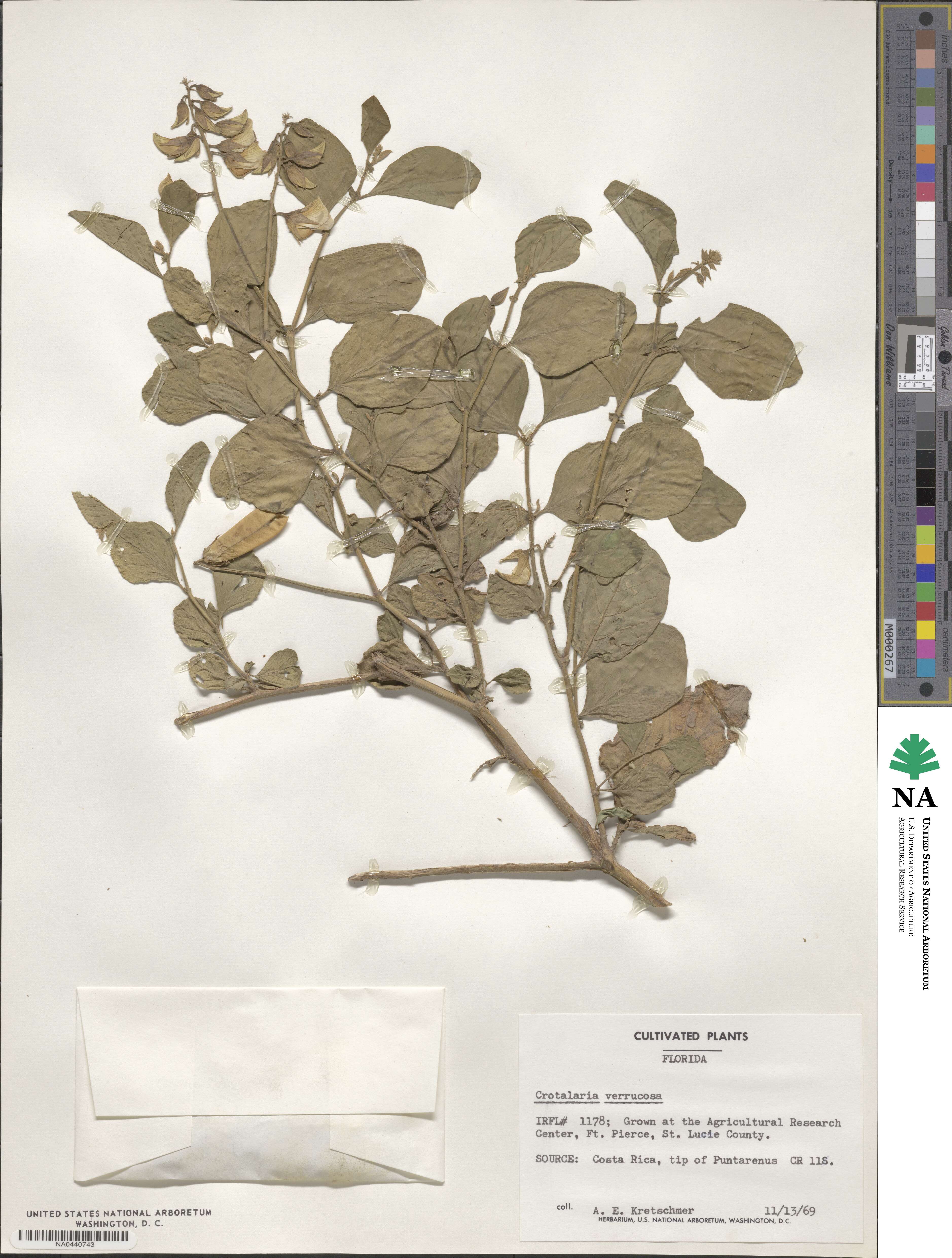 Crotalaria verrucosa image