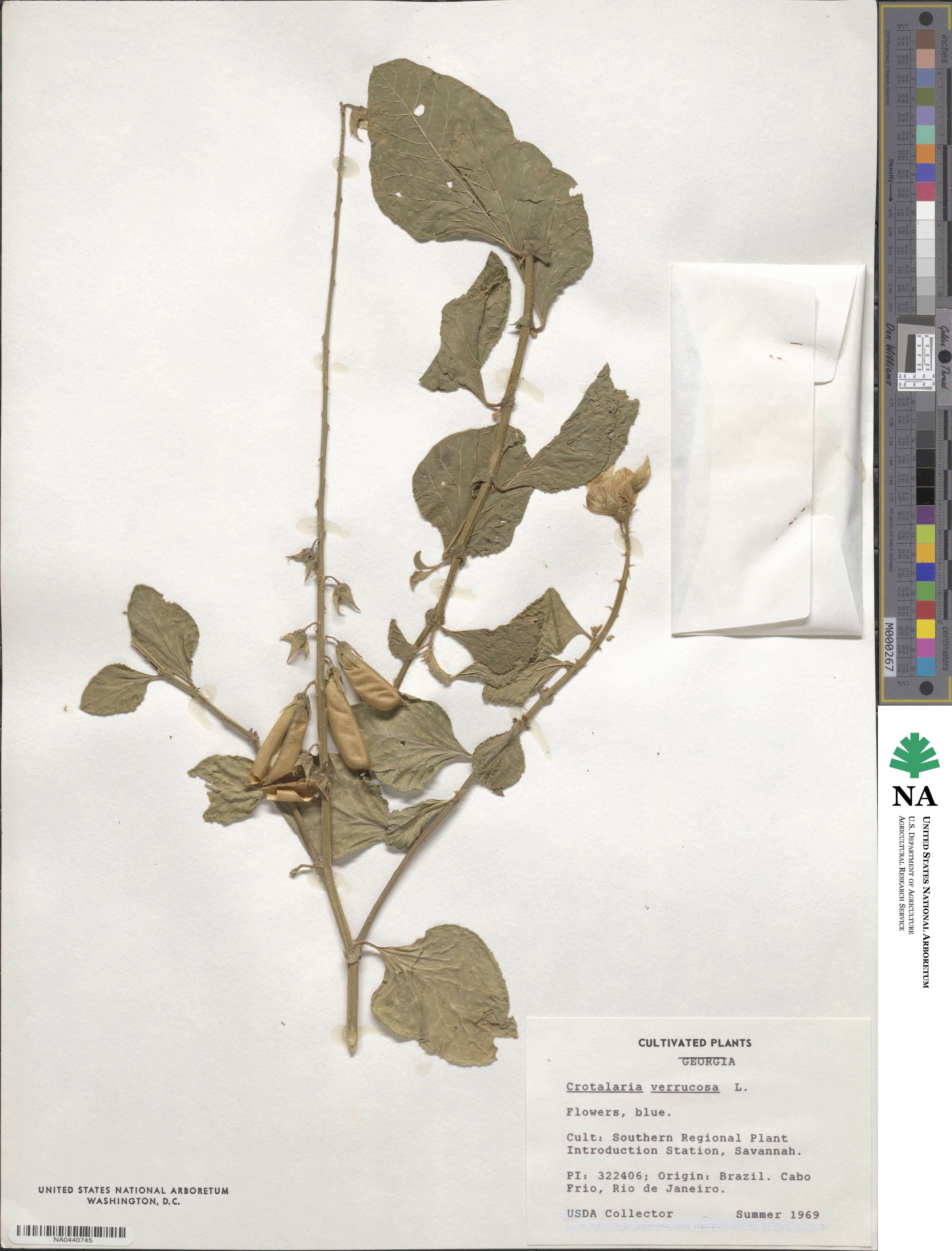 Crotalaria verrucosa image