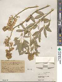 Crotalaria vitellina image