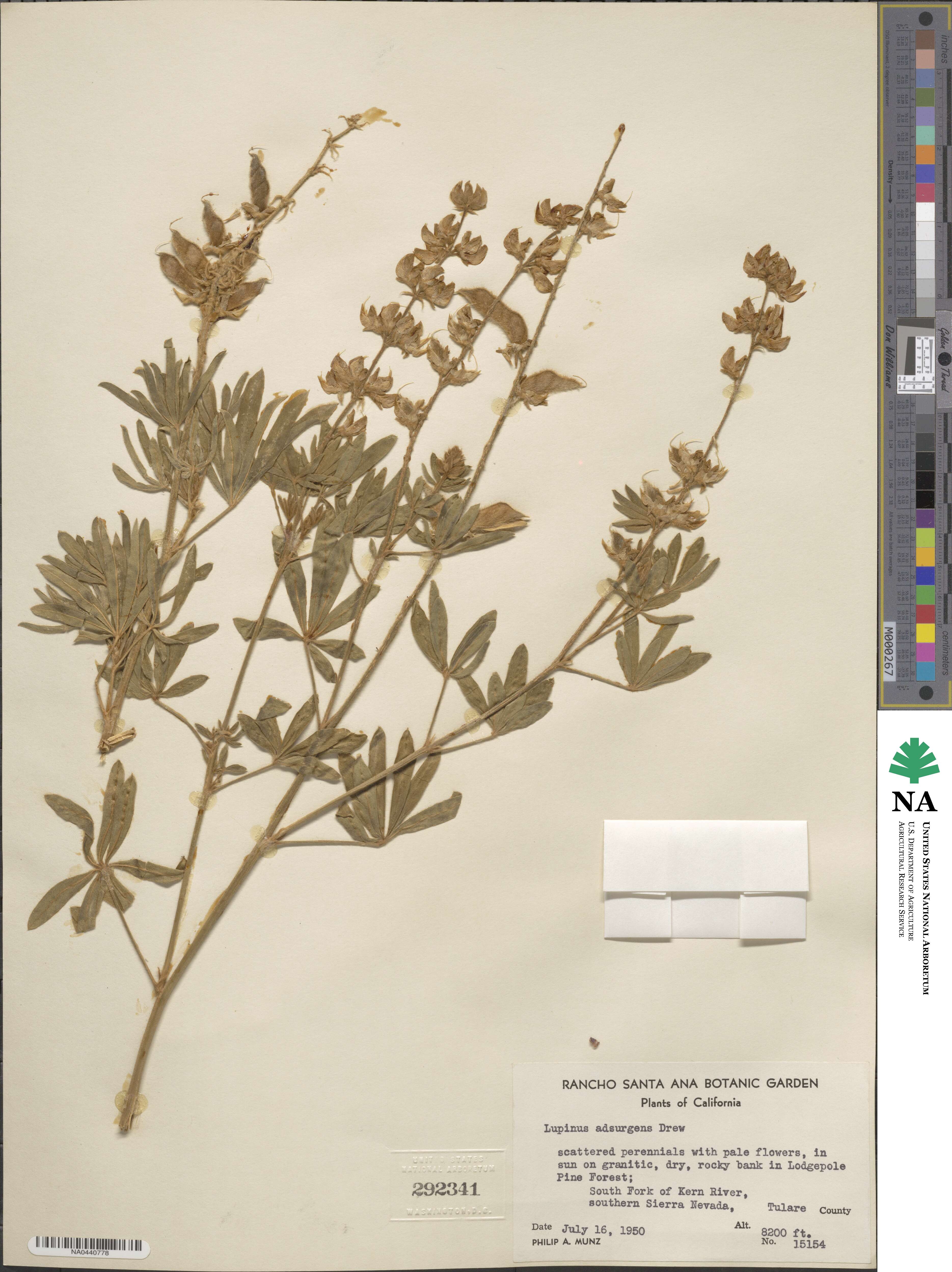 Lupinus adsurgens image