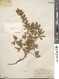 Lupinus adsurgens image