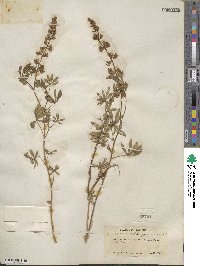 Lupinus adsurgens image