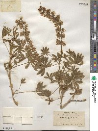 Lupinus adsurgens image