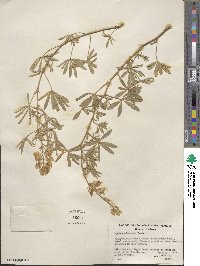 Lupinus adsurgens image