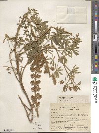 Lupinus adsurgens image