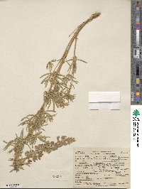 Lupinus caudatus image