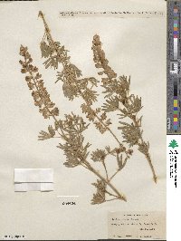 Lupinus caudatus var. argophyllus image