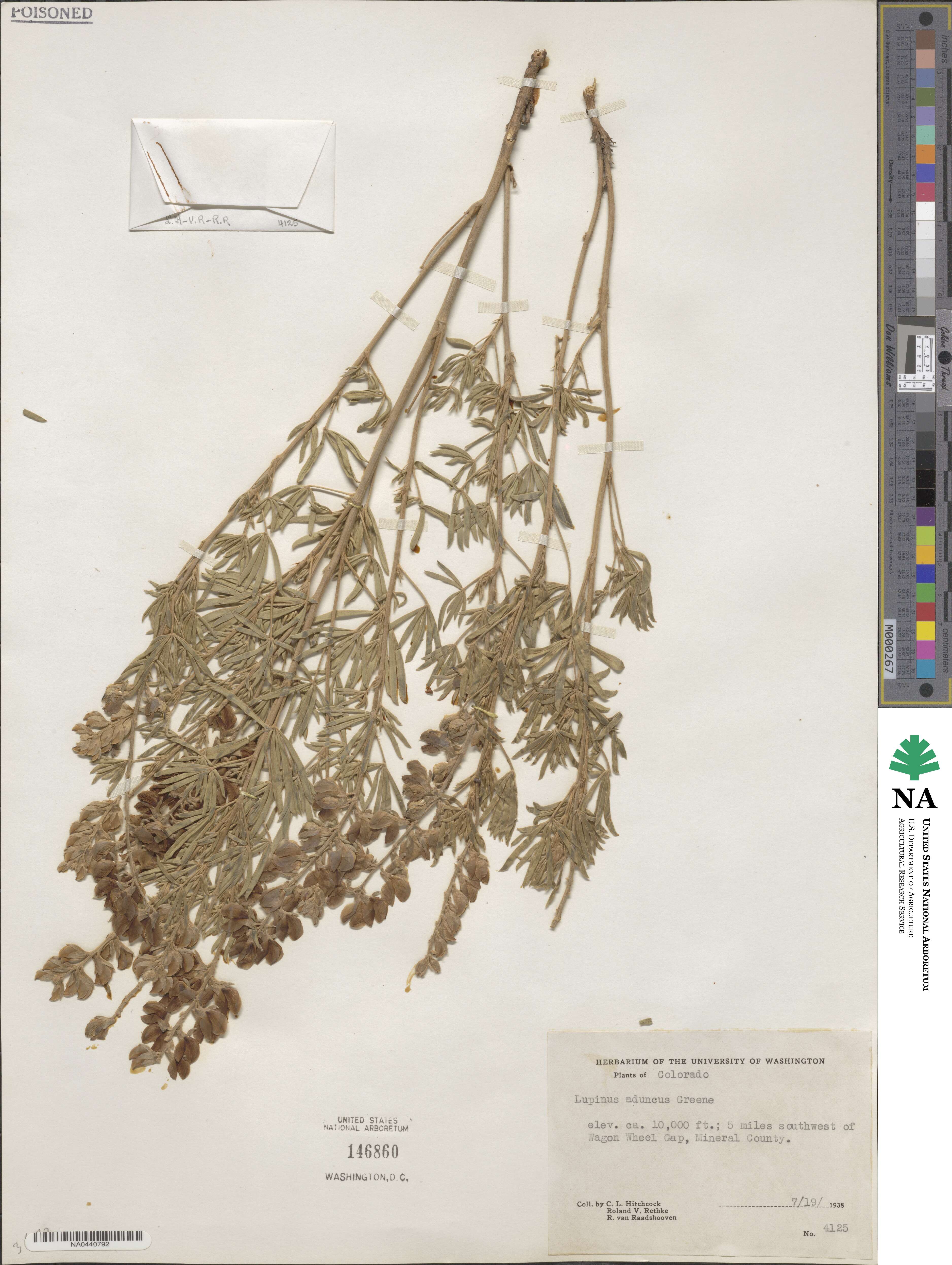 Lupinus caudatus var. argophyllus image