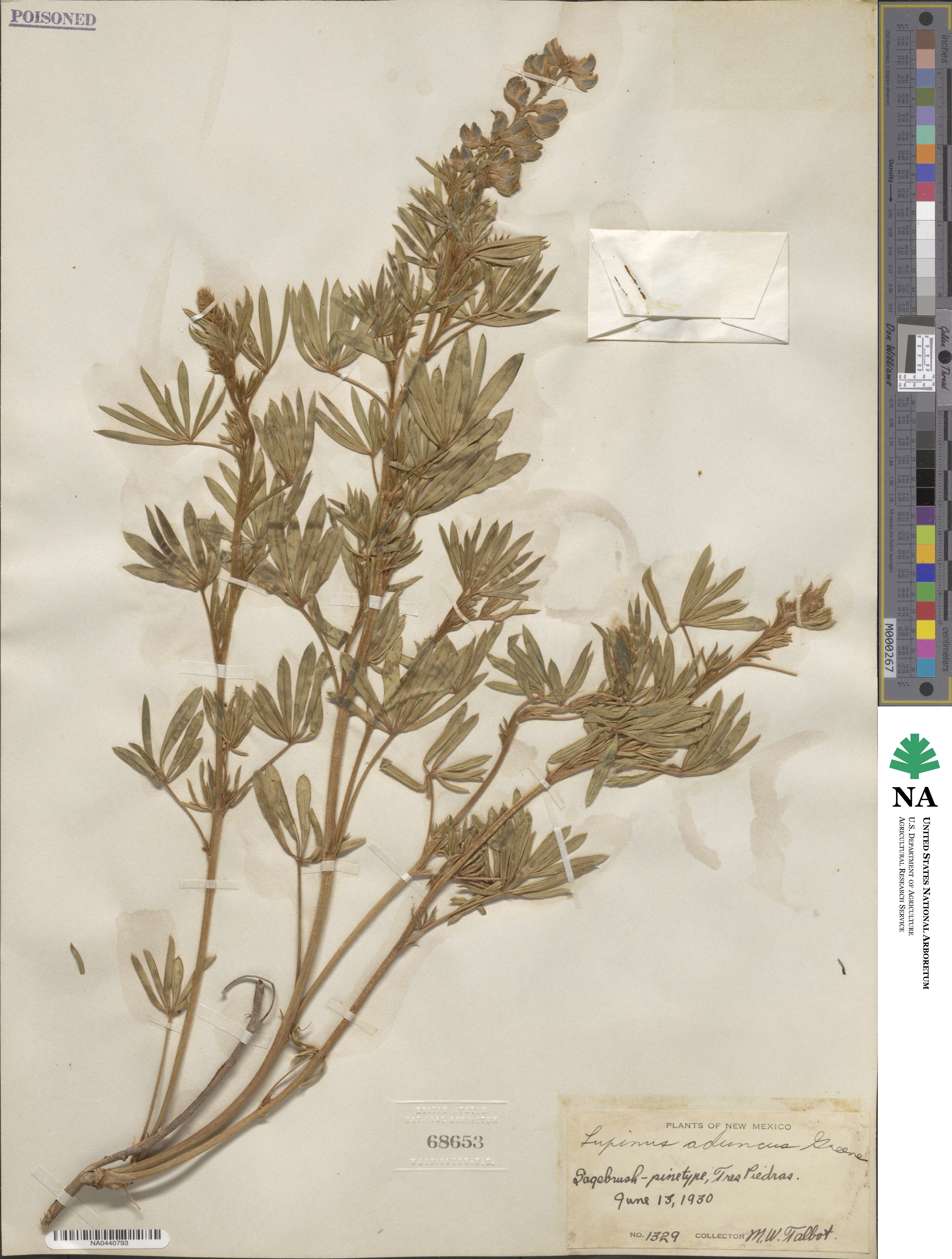 Lupinus caudatus var. argophyllus image