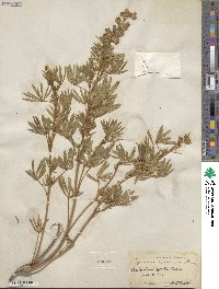 Lupinus caudatus var. argophyllus image