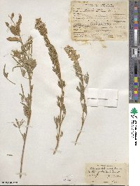 Lupinus caudatus var. argophyllus image