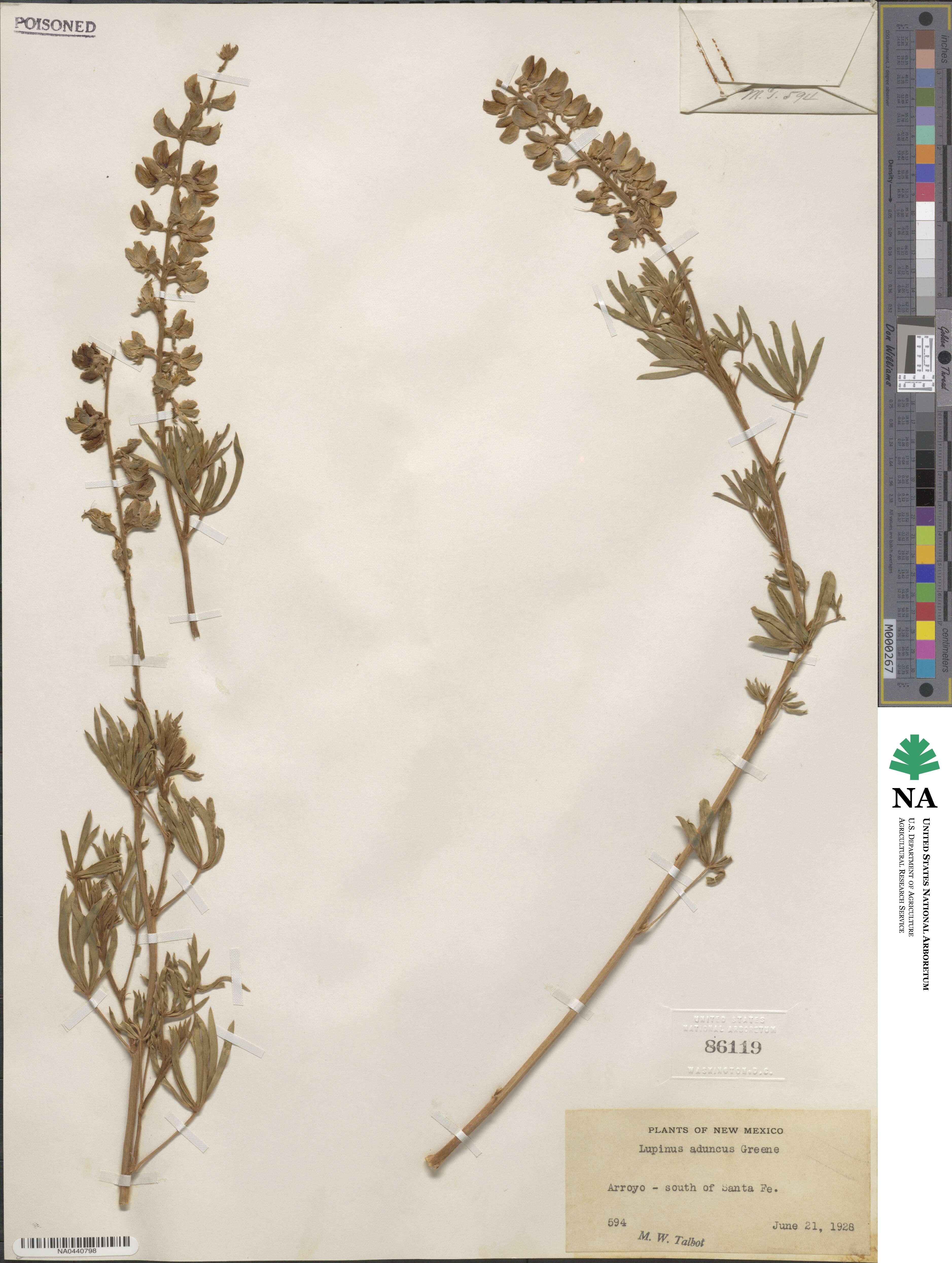 Lupinus caudatus var. argophyllus image