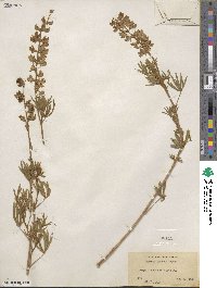 Lupinus caudatus var. argophyllus image