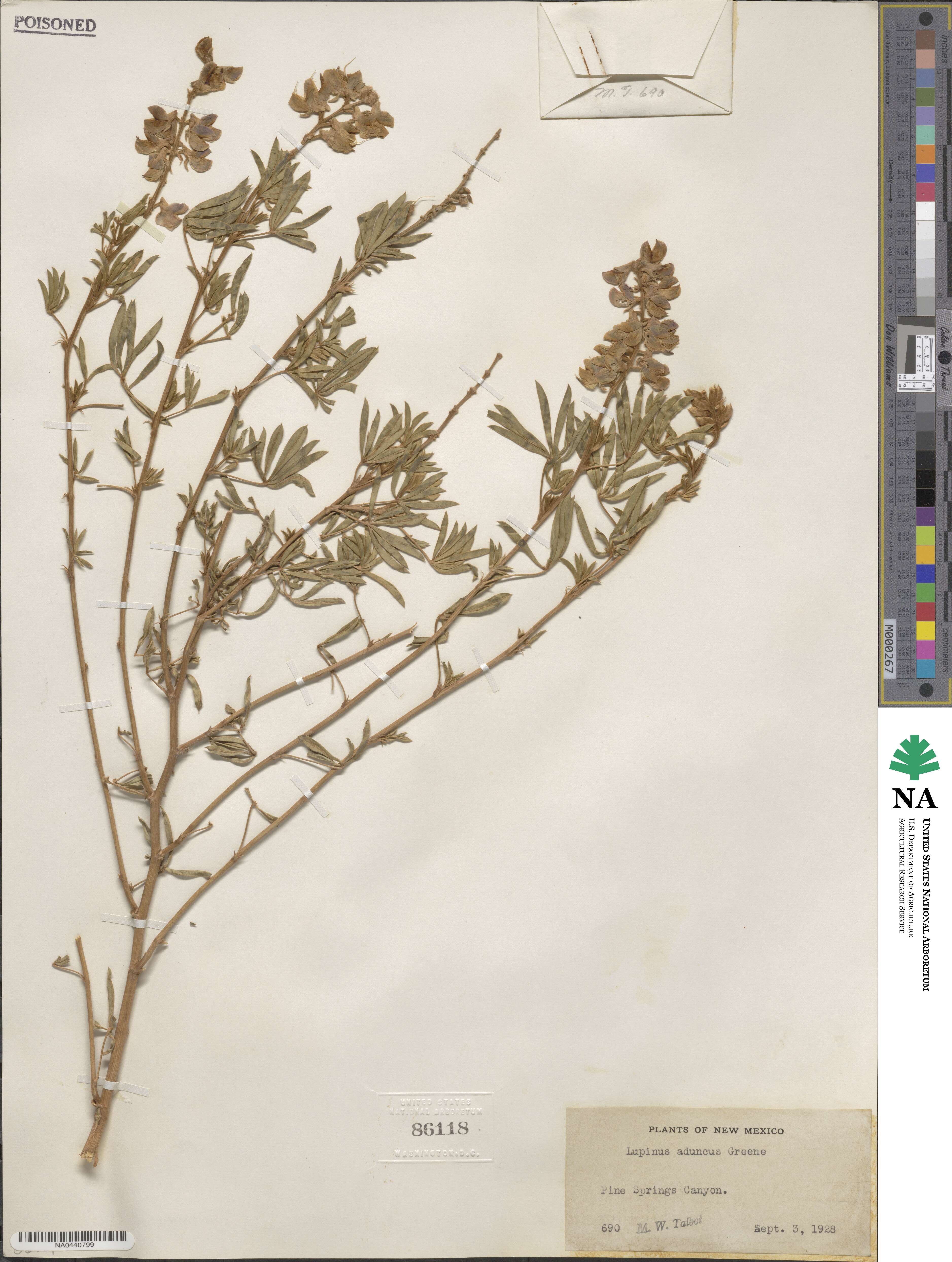 Lupinus caudatus var. argophyllus image