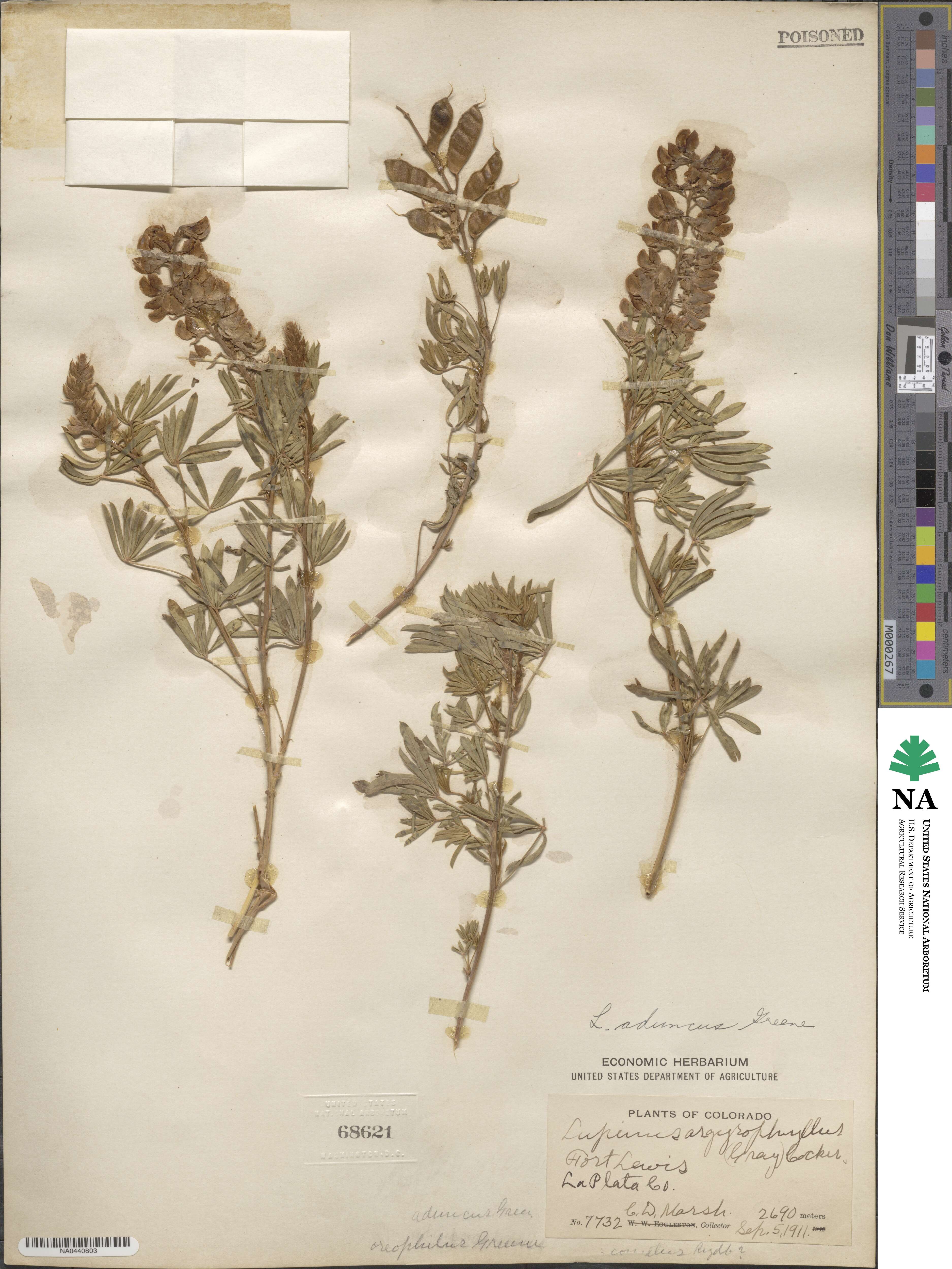 Lupinus caudatus var. argophyllus image