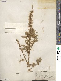 Lupinus caudatus image