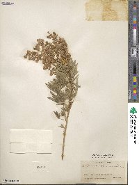 Lupinus caudatus var. argophyllus image