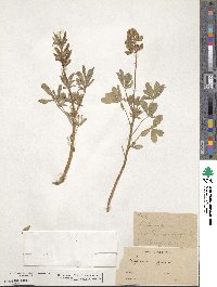 Lupinus affinis image