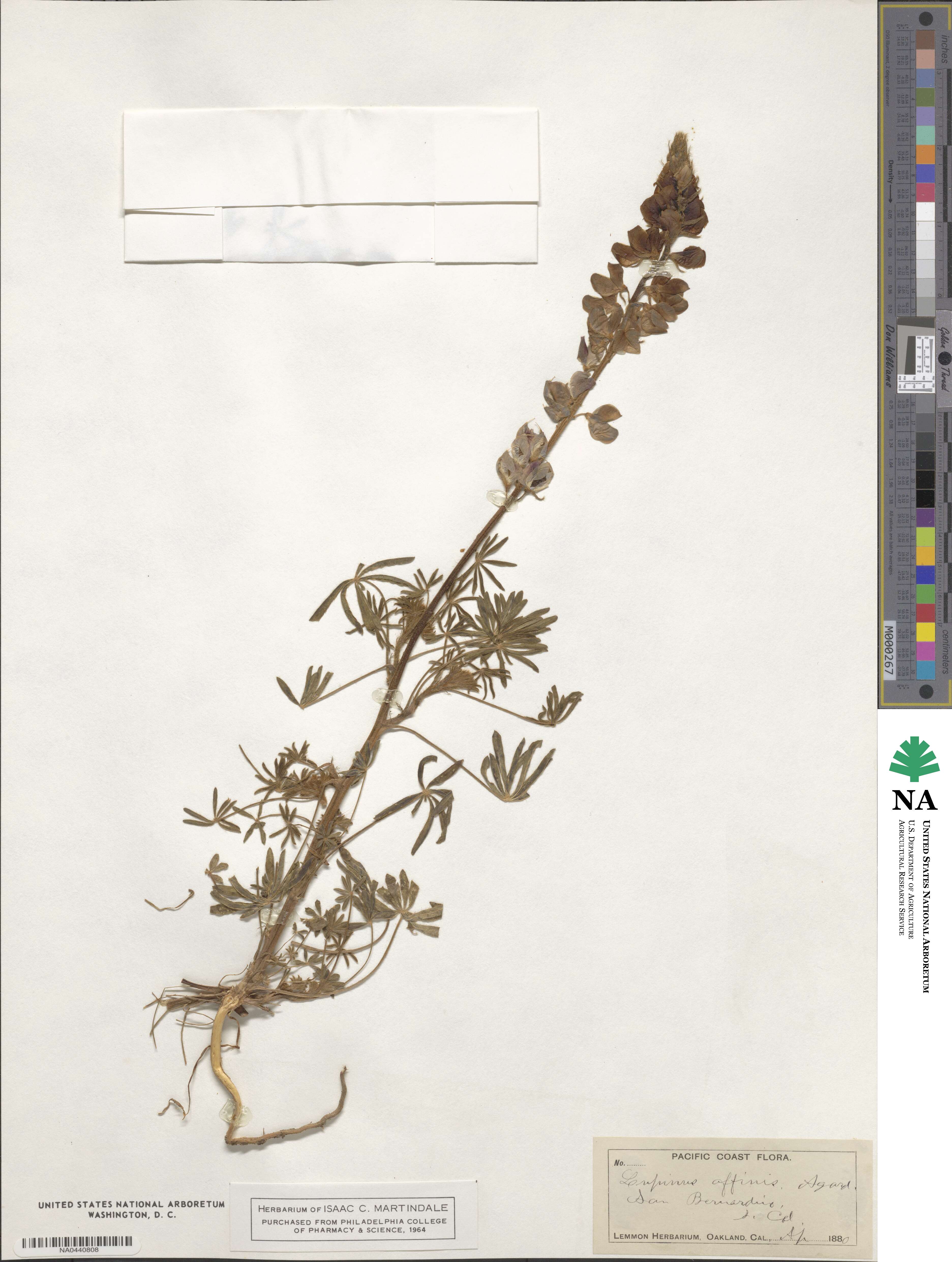 Lupinus affinis image