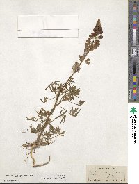 Lupinus affinis image