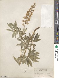 Lupinus albicaulis image