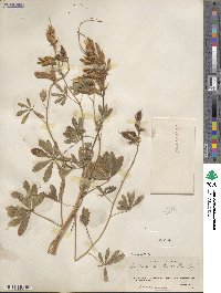 Lupinus albicaulis image