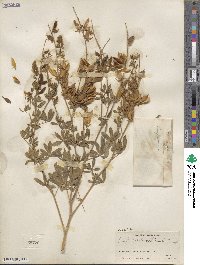 Lupinus albicaulis image