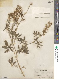 Lupinus albicaulis image