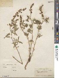 Lupinus albicaulis image