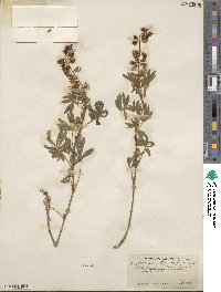 Lupinus albicaulis image