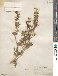 Lupinus albicaulis image