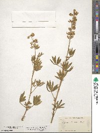 Lupinus albicaulis image