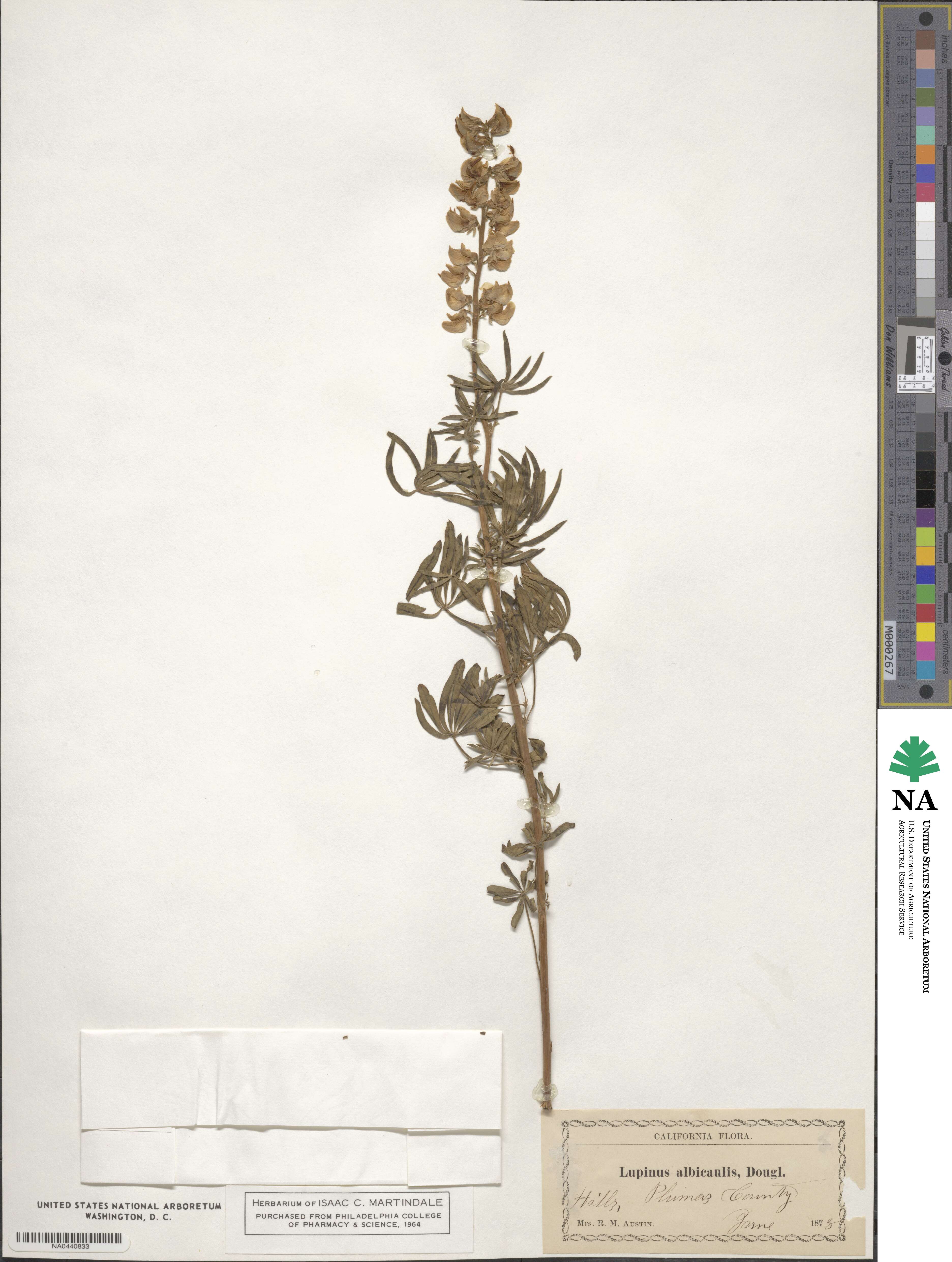 Lupinus albicaulis image