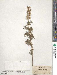 Lupinus albicaulis image