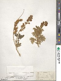 Lupinus albicaulis image